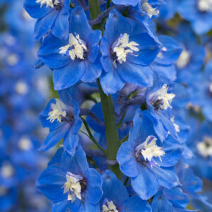 Delphinium Pacific Giant Summer Skies