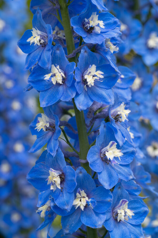 Delphinium Pacific Giant Summer Skies