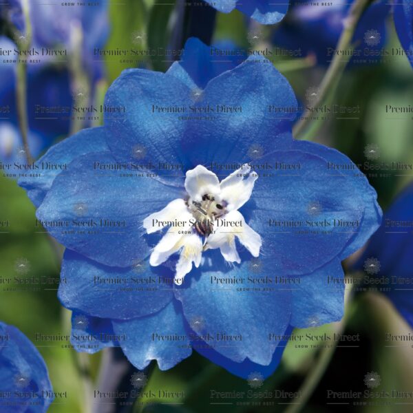 Delphinium Pacific Giant Blue Bird - Image 2