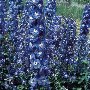 Delphinium Pacific Giant Blue Bird
