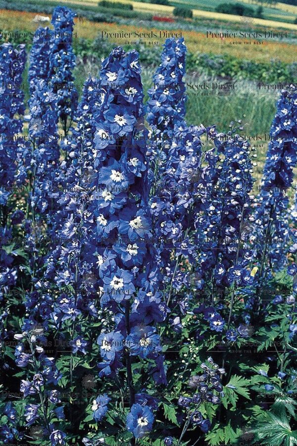 Delphinium Pacific Giant Blue Bird