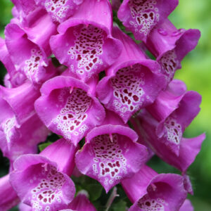 Digitalis Purpurea Native Foxglove (Purple)