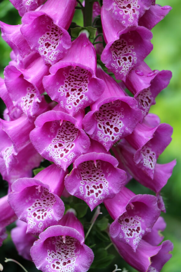 Digitalis Purpurea Native Foxglove (Purple)