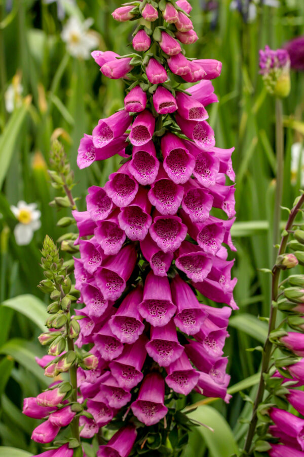 Digitalis Purpurea Native Foxglove (Purple) - Image 2