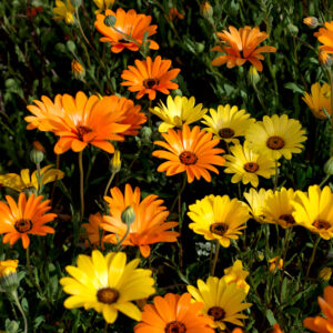 African Daisy Dimorphotheca