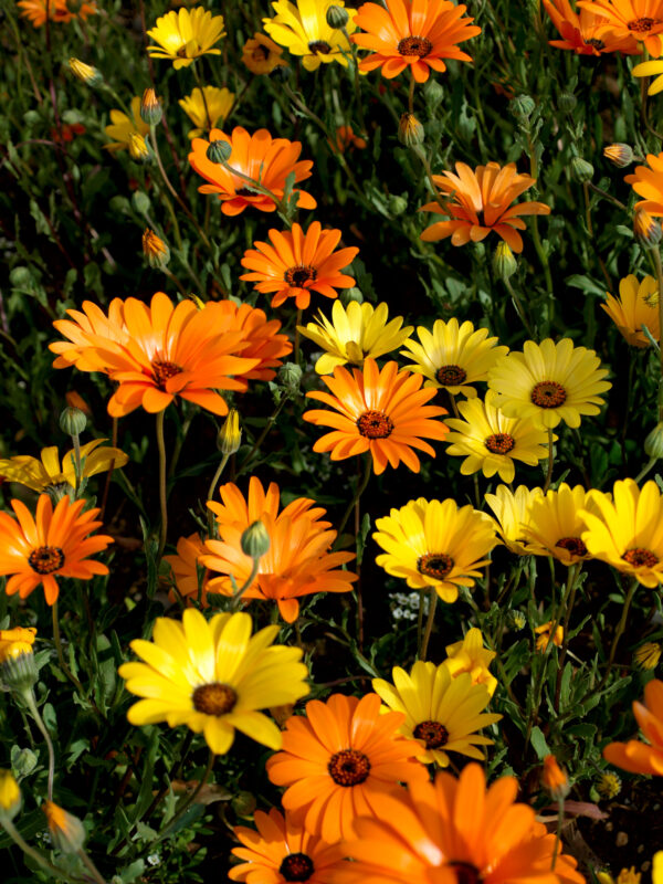 African Daisy Dimorphotheca