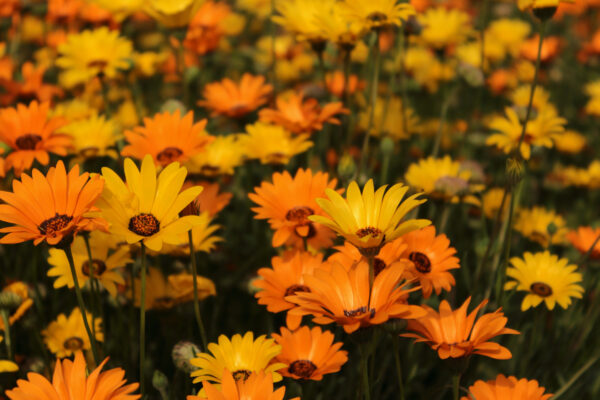 African Daisy Dimorphotheca - Image 2