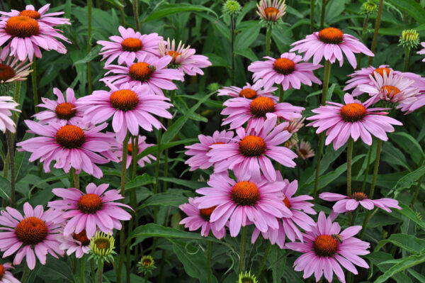 Echinacea Coneflower Purple - Image 3