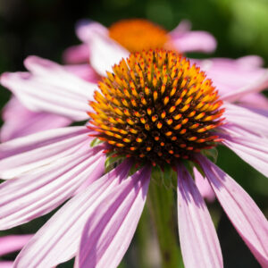 Echinacea Coneflower Purple