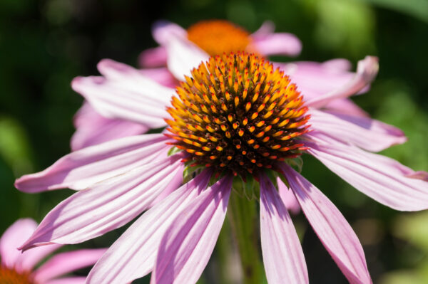 Echinacea Coneflower Purple