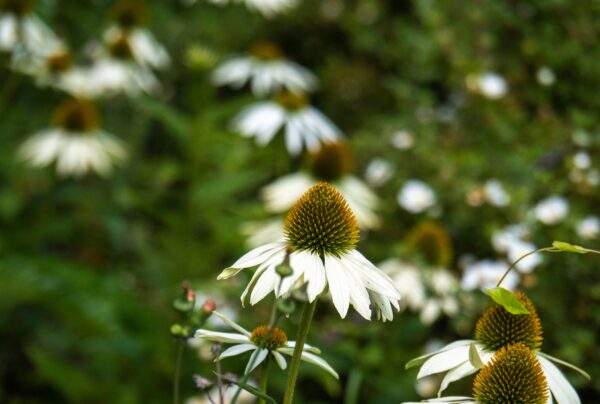 Echinacea White Swan - Image 2