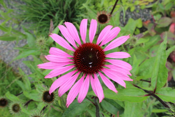 Echinacea Coneflower Purple - Image 2