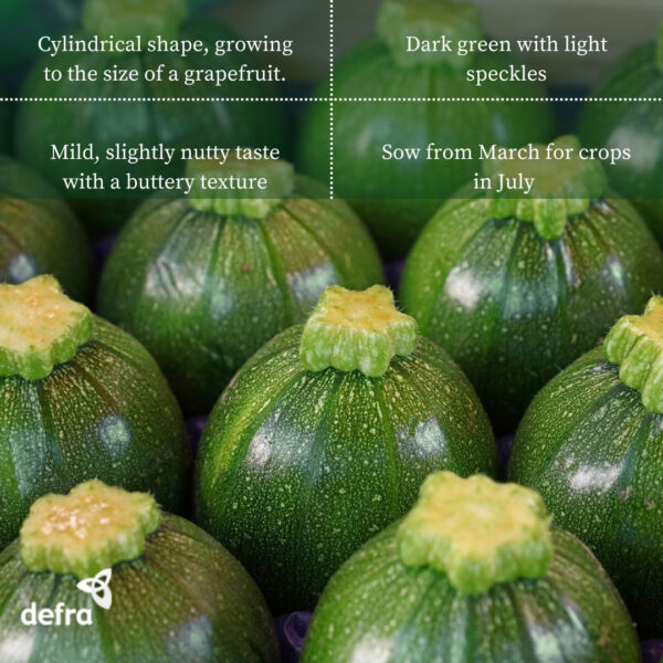 Courgette - Zucchini Eight Ball - Image 2