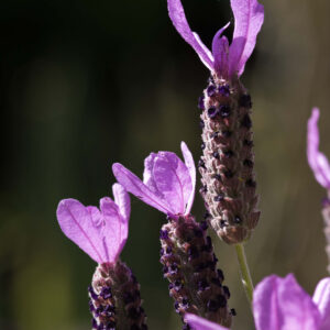 French Lavender Lavendula Stoechas