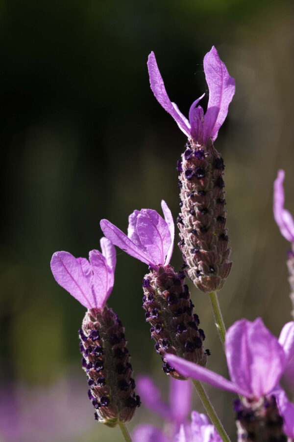 French Lavender Lavendula Stoechas