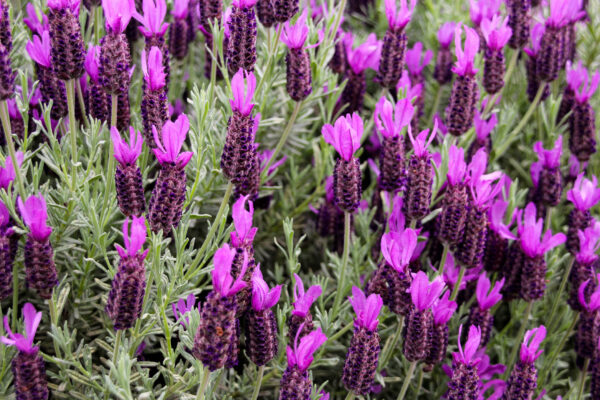 French Lavender Lavendula Stoechas - Image 2