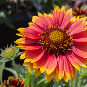 Gaillardia Aristata Bicolour Goblin