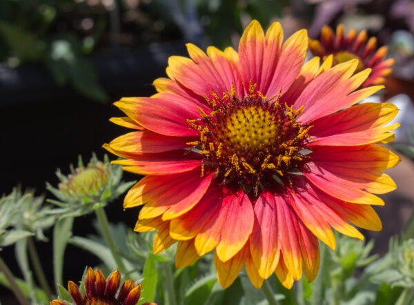 Gaillardia Aristata Bicolour Goblin