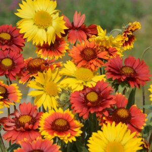 Gaillardia Aristata Grandiflora Mixed