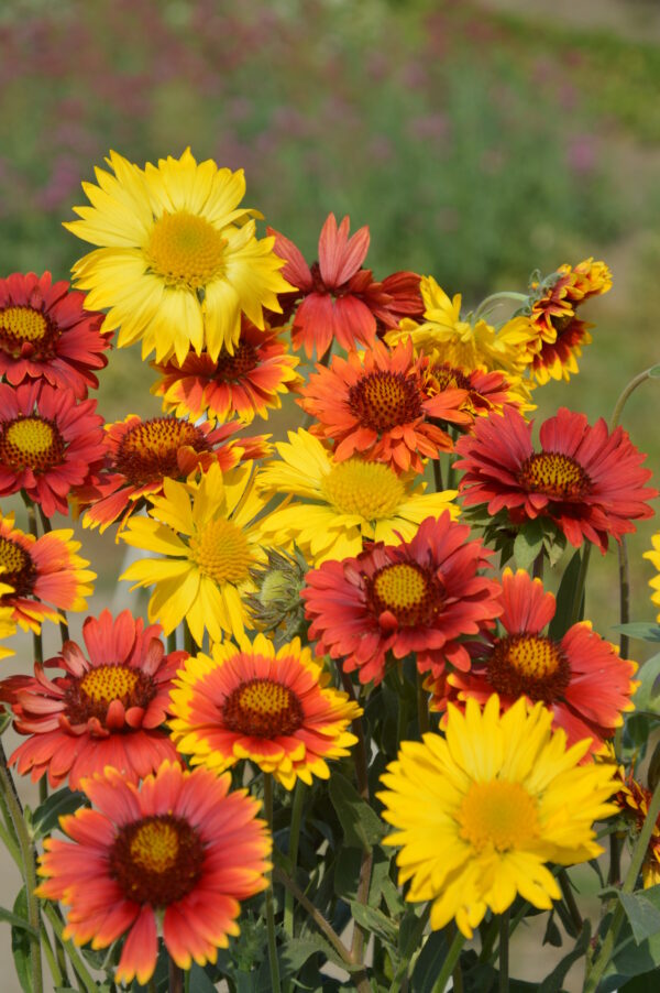 Gaillardia Aristata Grandiflora Mixed