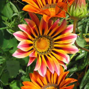 Gazania Sunshine Hybrid Mix