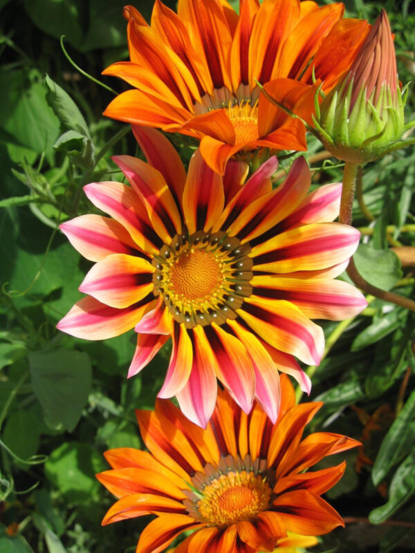 Gazania Sunshine Hybrid Mix
