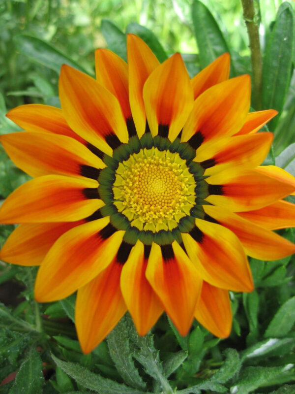 Gazania Sunshine Hybrid Mix - Image 2