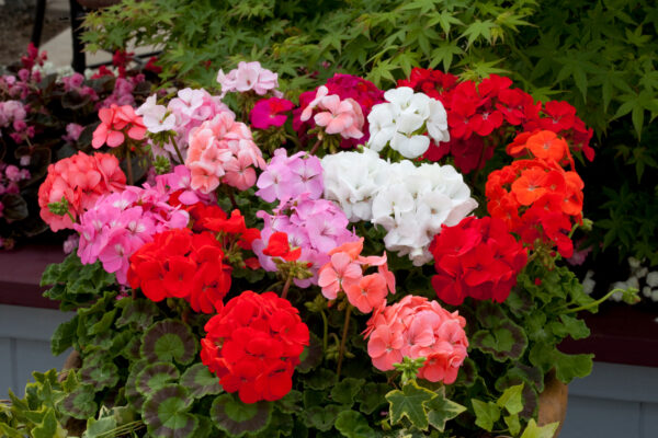 Geranium F1- Horizon Mix - Image 3
