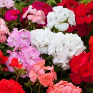 Geranium F1- Horizon Mix