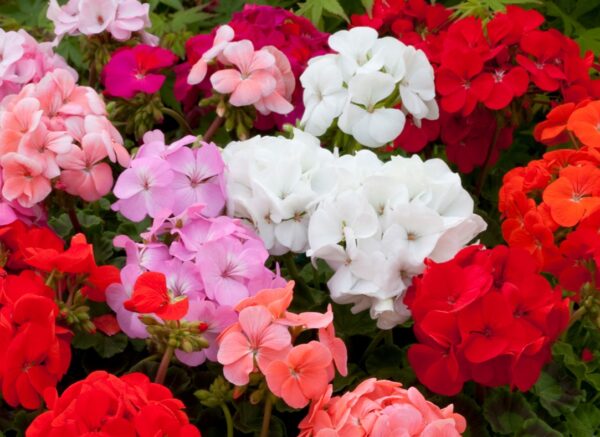 Geranium F1- Horizon Mix
