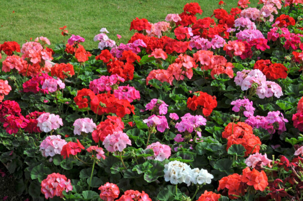 Geranium F1- Horizon Mix - Image 2