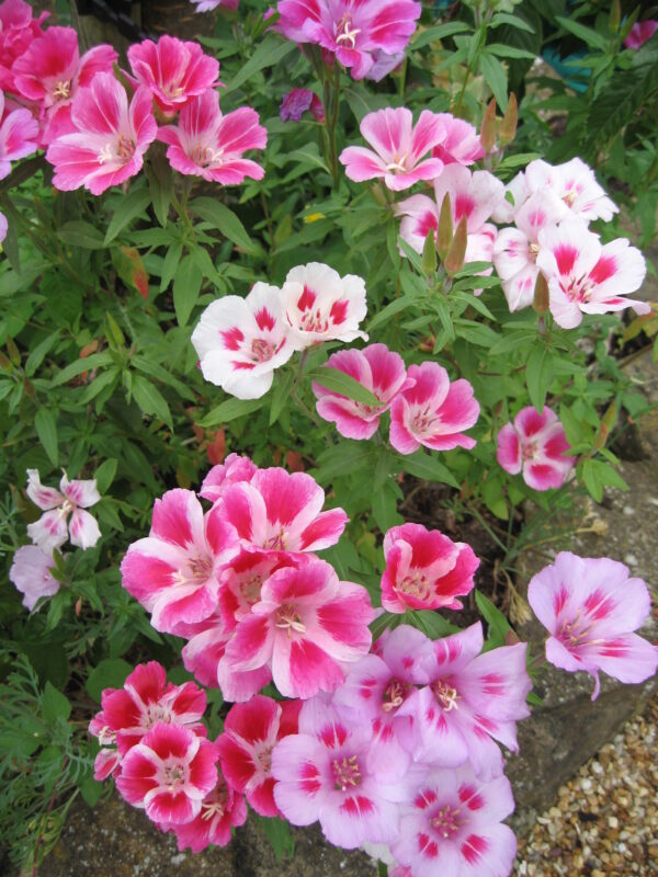 Godetia Dwarf Clarkia Amoena - Image 3