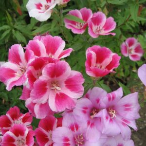 Godetia Dwarf Clarkia Amoena