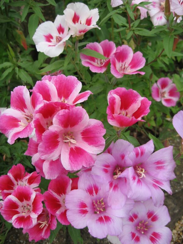 Godetia Dwarf Clarkia Amoena