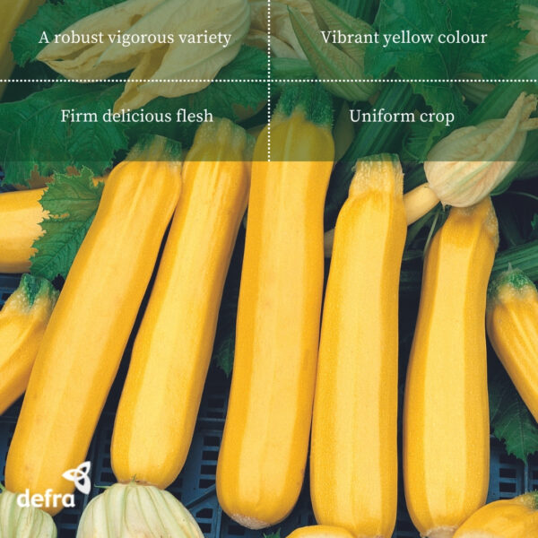 Courgette - Zucchini Golden Zebra F1 - Image 2