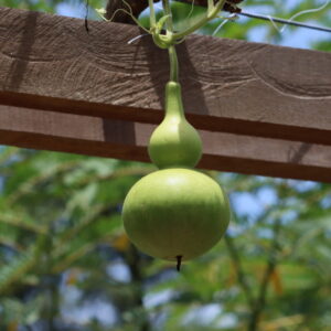 Gourd Birdhouse