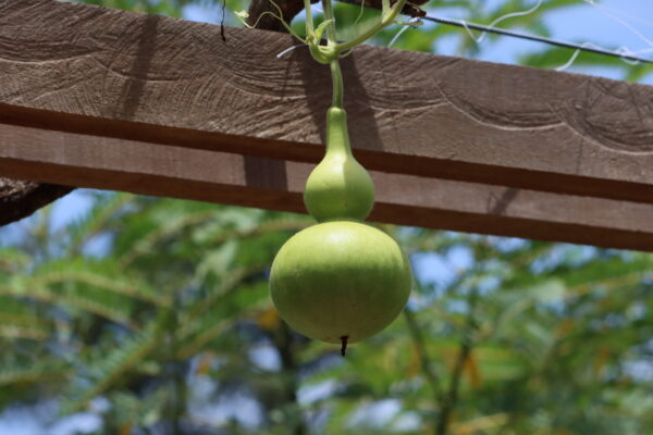 Gourd Birdhouse