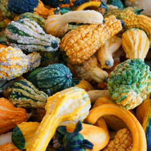Gourd Ornamental Small Mixed