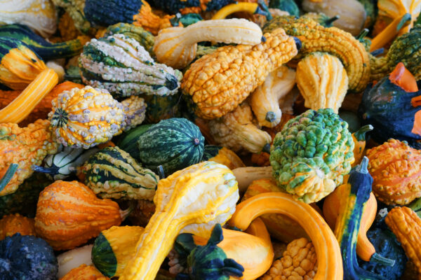 Gourd Ornamental Small Mixed