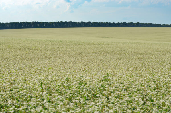 Organic Green Manure Buckwheat - Image 2