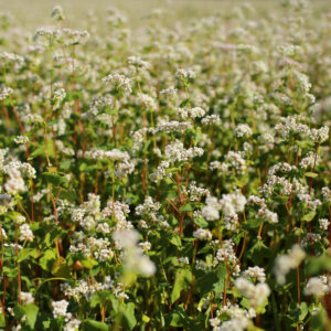 Organic Green Manure Buckwheat