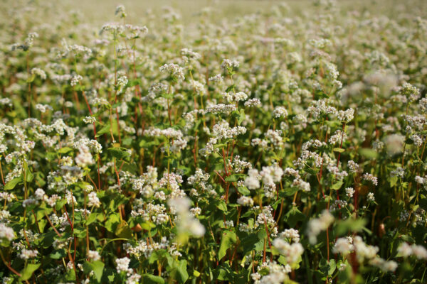 Organic Green Manure Buckwheat