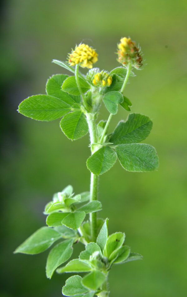 Green Manure Trefoil - Image 2