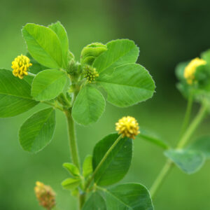 Green Manure Trefoil