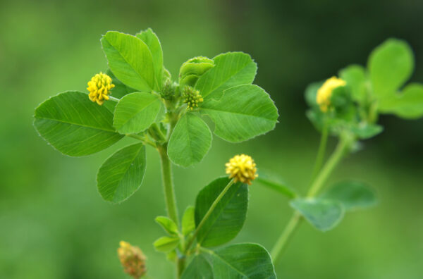 Green Manure Trefoil