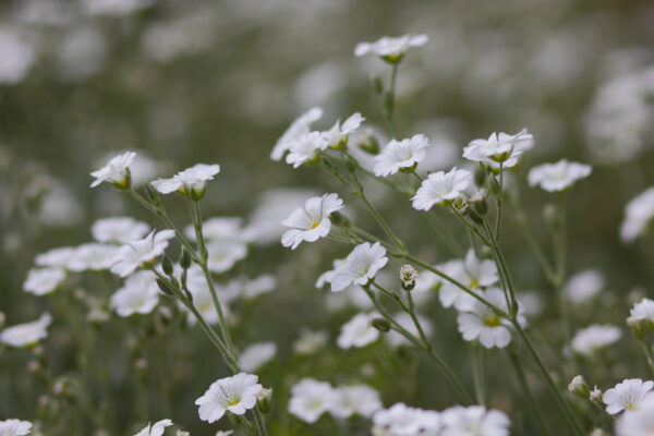 Gypsophila Elegans - Covent Garden - Image 2