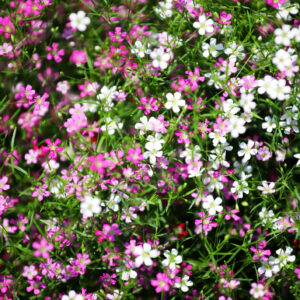 Gypsophila - Elegans Mixed
