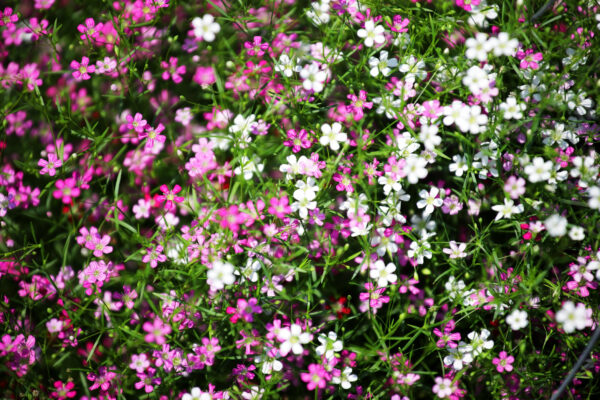 Gypsophila - Elegans Mixed