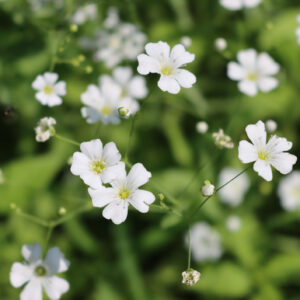 Gypsophila - Single Alba