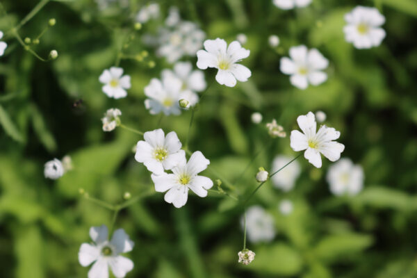 Gypsophila - Single Alba